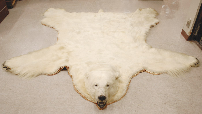 Appraisal: RECORD SIZE POLAR BEAR SKIN RUG legally taken by Harry