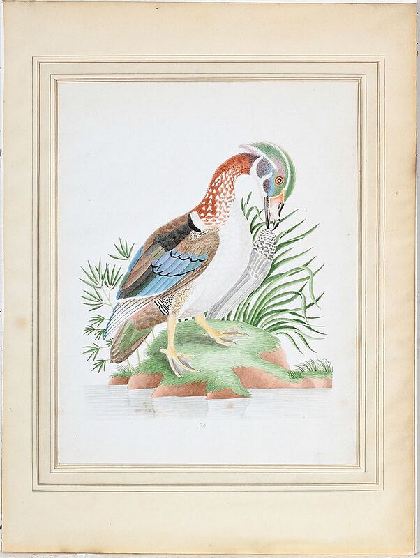 Appraisal: Rare John Abbot Watercolor British Georgia - Summer Duck Wood