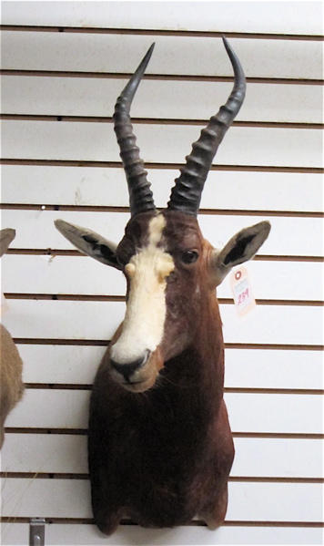 Appraisal: AFRICAN BLESBOK OR BLESBUCK TAXIDERMY MOUNT an antelope species endemic