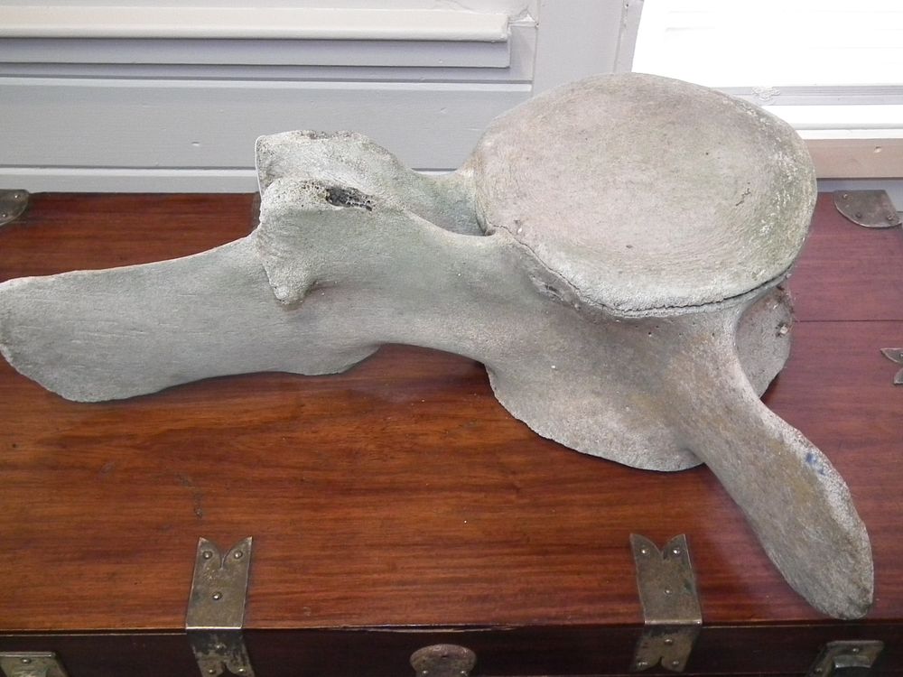 Appraisal: WHALE VERTEBRAE Large section of a whale vertebra wide x