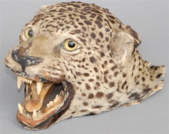 Appraisal: LEOPARD HEAD TROPHY Skin is dry from front to back