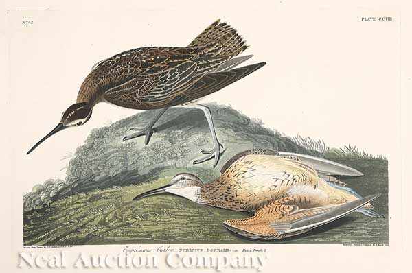 Appraisal: John James Audubon American - Esquimaux Curlew Plate hand-colored engraving