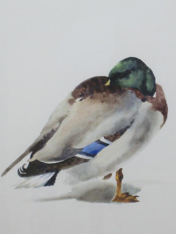 Appraisal: RICHARD JOICEY Sleeping Mallard titled verso watercolour x in