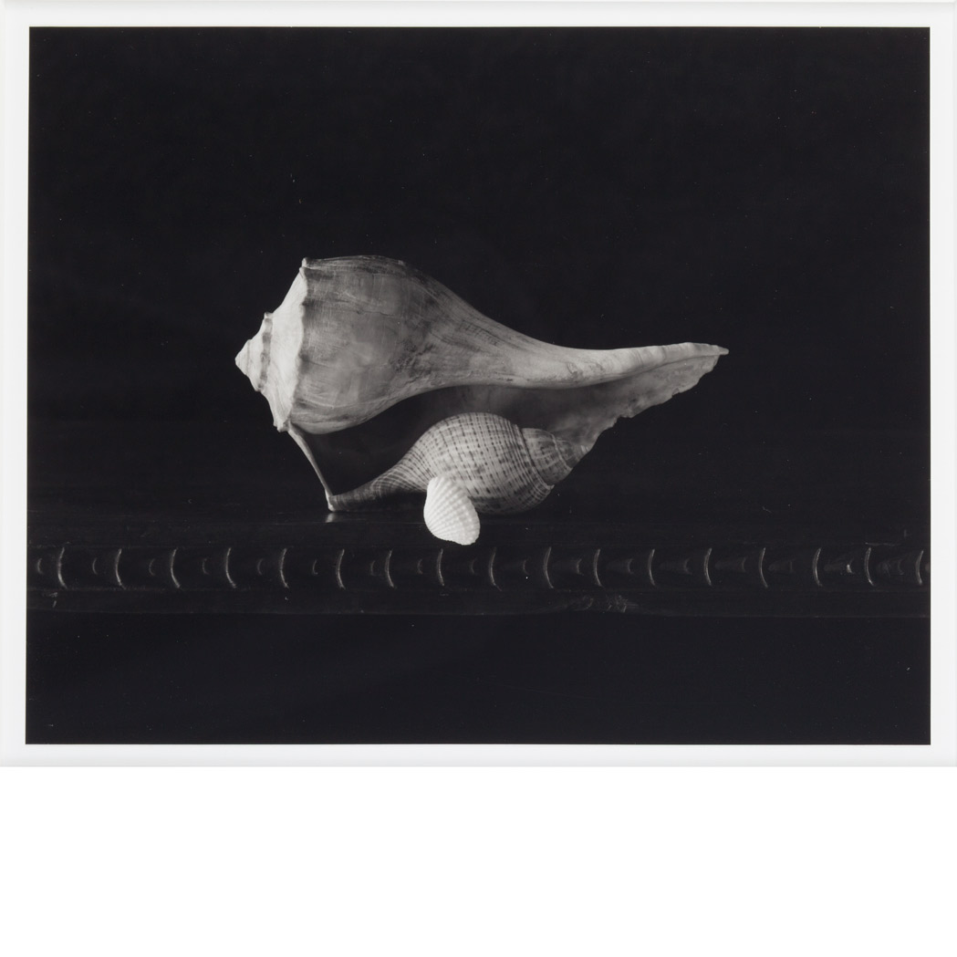 Appraisal: MELLOR DOUGLAS b Gift of Shells Toned gelatin silver print