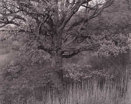 Appraisal: TICE GEORGE - Tree Holmdel N J Selenium-toned silver print