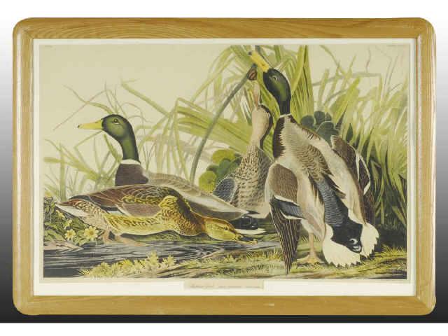 Appraisal: Audobon Mallard Duck Print Description Dated Engraved by R Havell