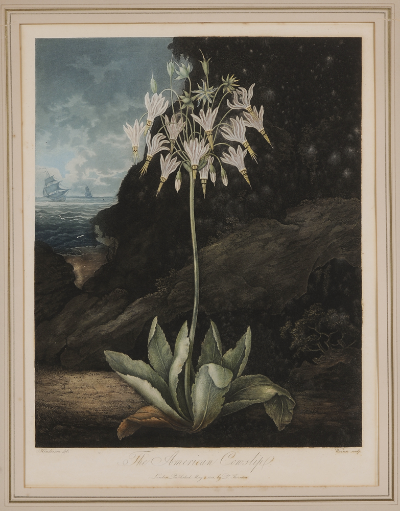 Appraisal: Dr Robert John Thornton English - American Cowslip from The