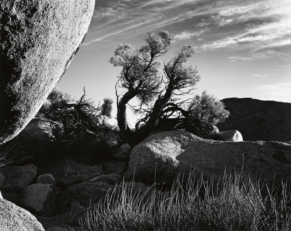 Appraisal: WESTON BRETT - Tree and boulder Silver print x inches