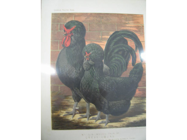 Appraisal: Early Prints of Chickens