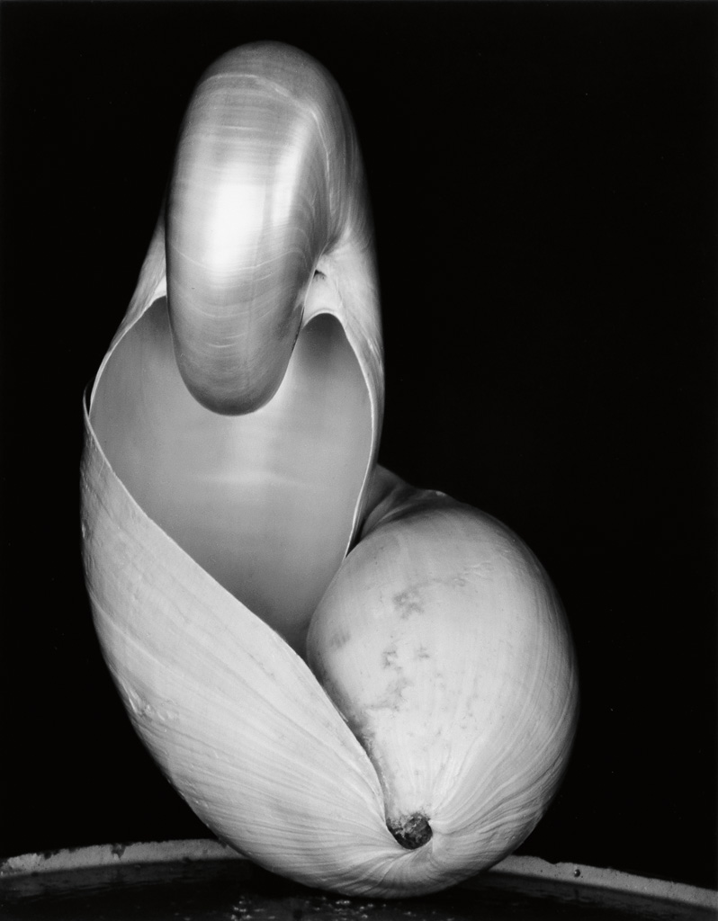 Appraisal: EDWARD WESTON - COLE WESTON - Shell Silver print x