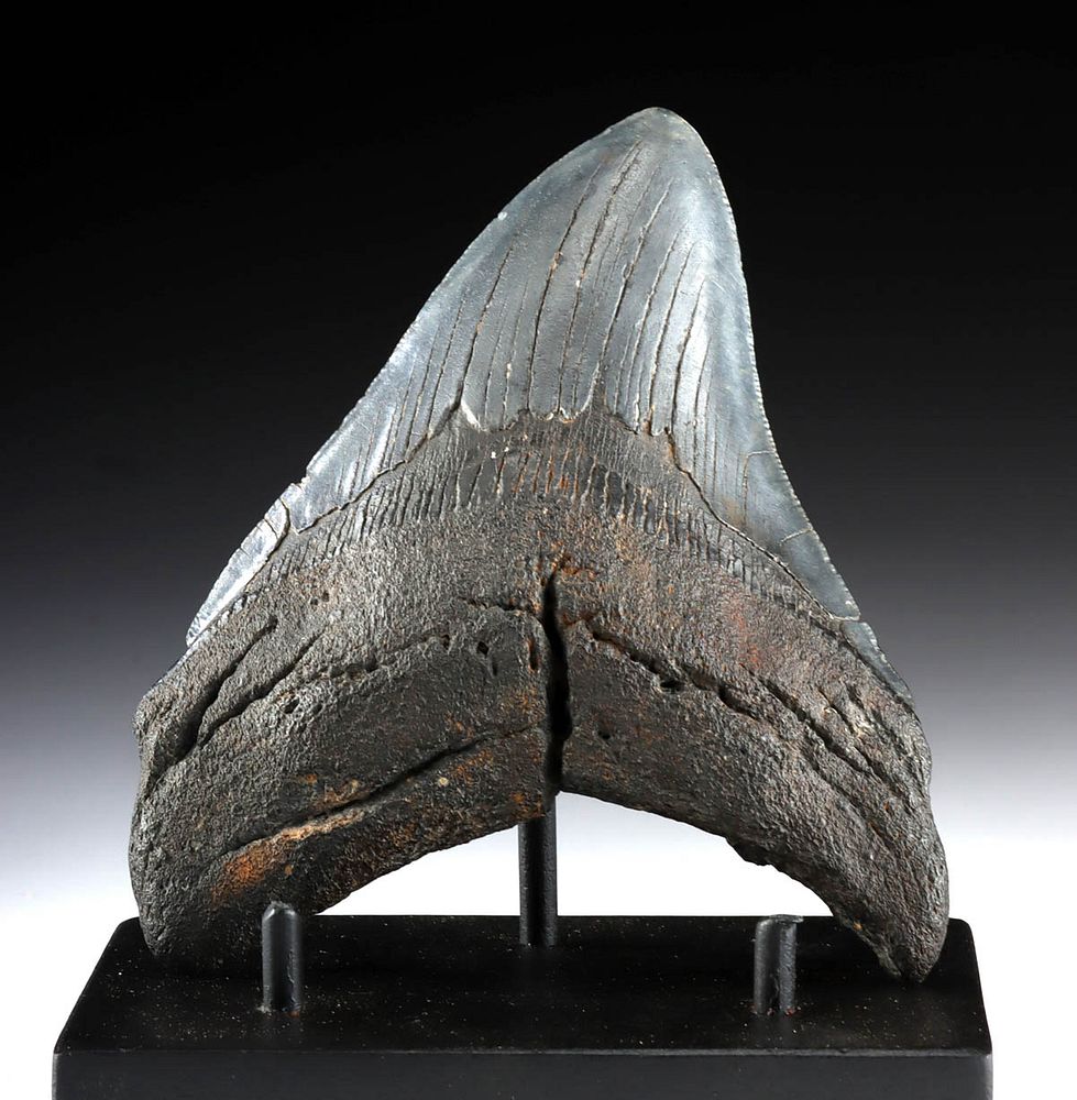 Appraisal: Large Megalodon Tooth Ancient Seas ca to million years ago