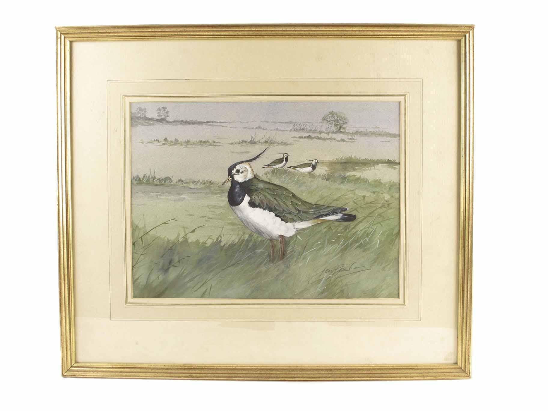 Appraisal: Jan Bowles Lapwings Watercolour and gouache