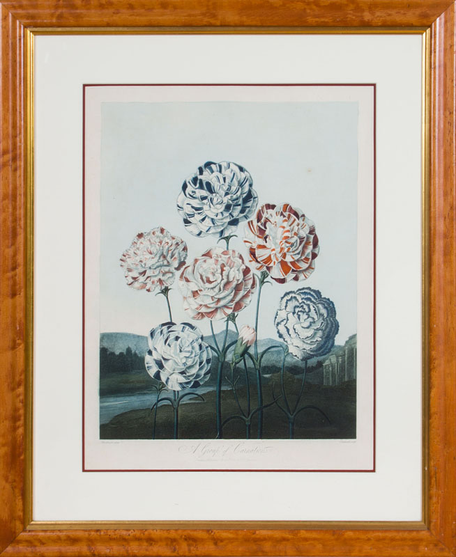 Appraisal: ROBERT JOHN THORNTON - AFTER HENDERSON A GROUP OF CARNATIONS