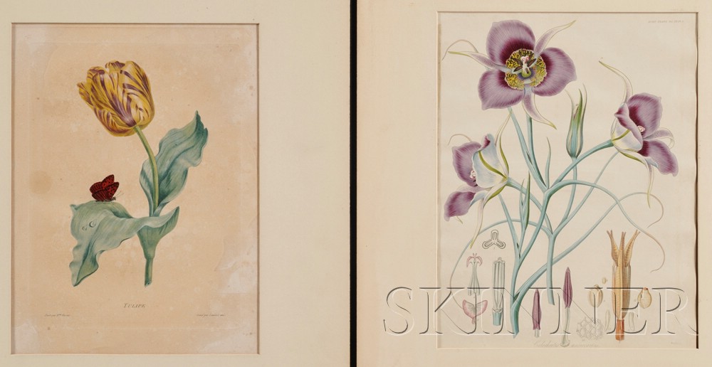 Appraisal: Botanical Illustration Six prints mostly late th early th century