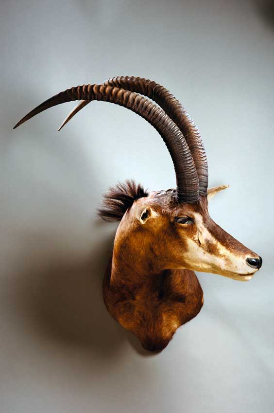 Appraisal: SABLE ANTELOPE Hippotragus niger Africa Poised with majestic bearing and