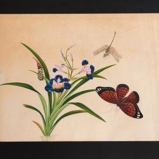 Appraisal: Maria Sibylla Merian painting Maria Sibylla Merian painting Maria Sibylla