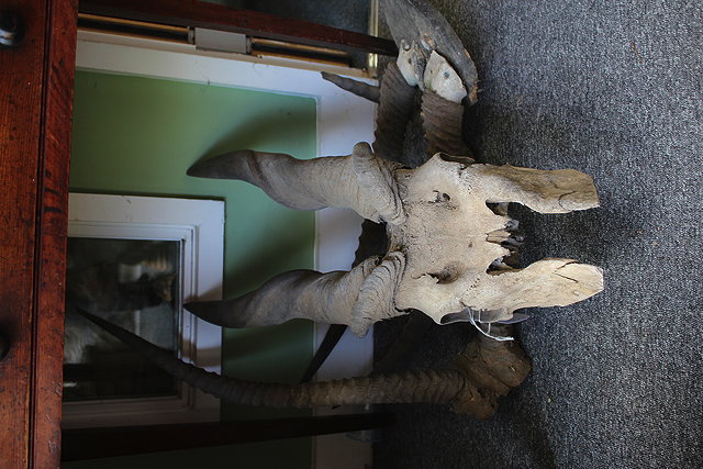 Appraisal: A PAIR OF OLD ELAND HORNS mounted on a partial