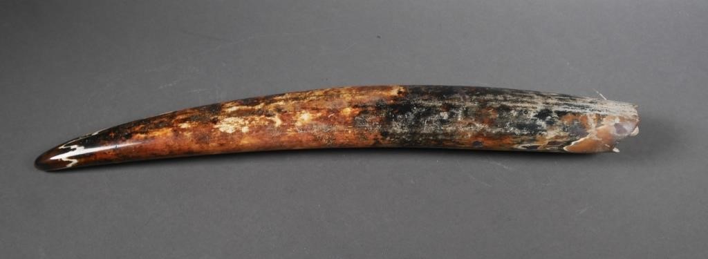 Appraisal: Fossilized walrus ivory tusk with variegated shades Could be used