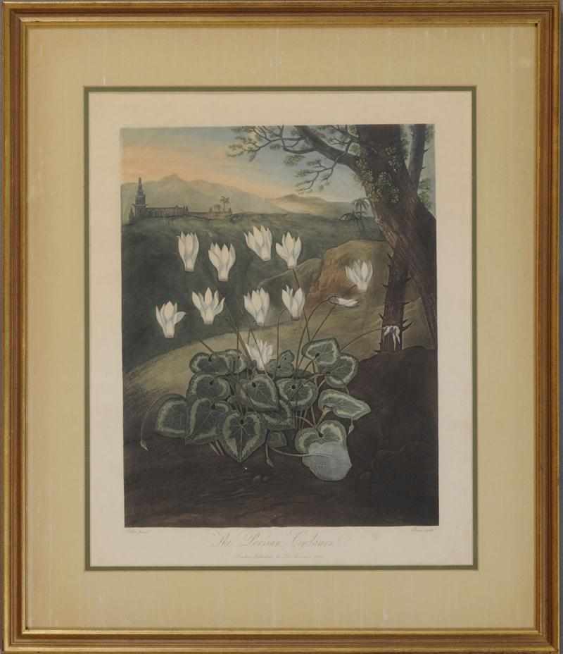 Appraisal: ROBERT JOHN THORNTON - THE PERSIAN CYCLAMEN Aquatint in colors