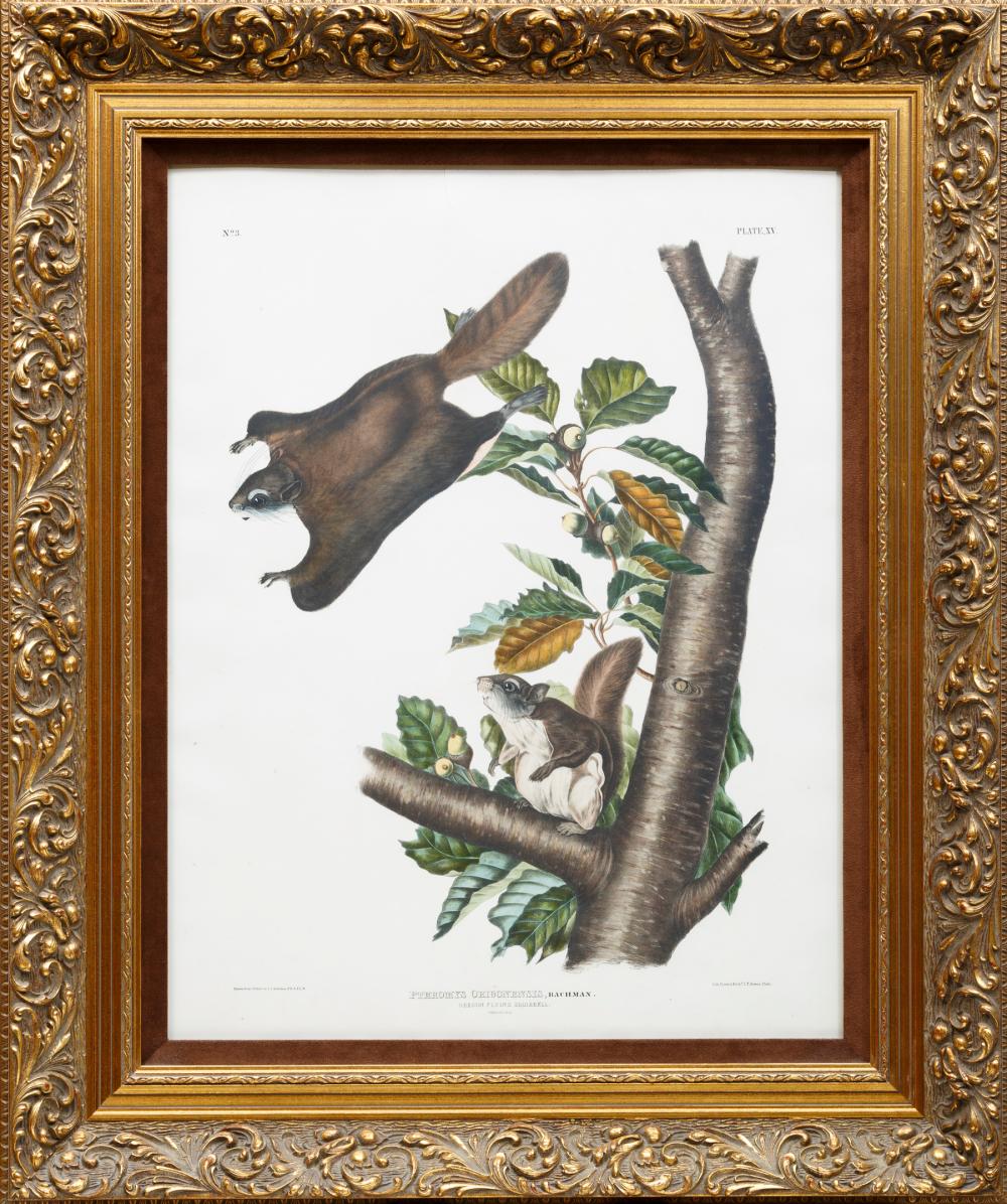 Appraisal: John James Audubon American - Oregon Flying Squirrel Plate XV