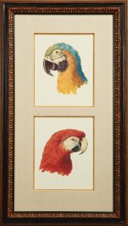 Appraisal: Francois Levaillant - Red Parrot Head and Green and Yellow