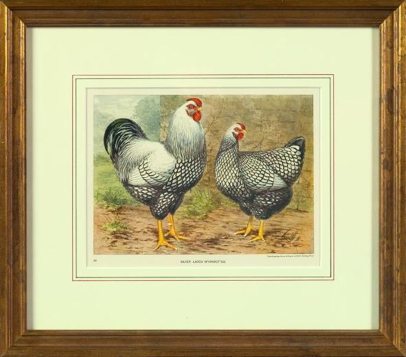 Appraisal: Pair of Offset Chromolithographs from Cassell's Poultry Book depicting Plymouth