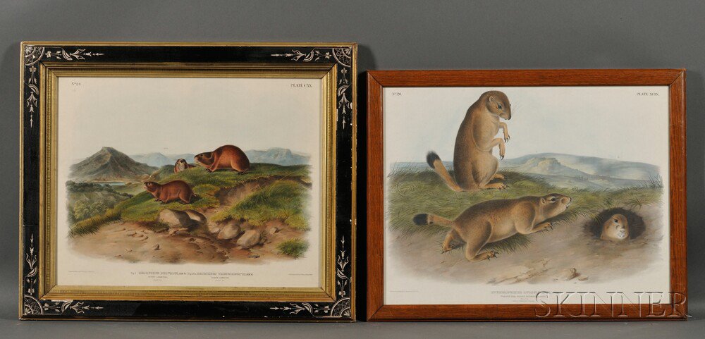 Appraisal: Audubon John James - Five Quadrupeds from The Viviparous Quadrupeds