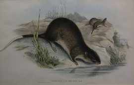 Appraisal: Gould John Hydromys Leucogaster White-bellied Beaver-Rat col lithograph plate mounted