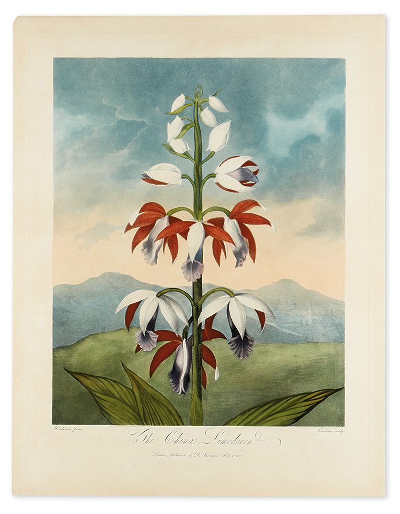 Appraisal: THORNTON ROBERT JOHN The China Limodoron Hand-finished color-printed aquatint and