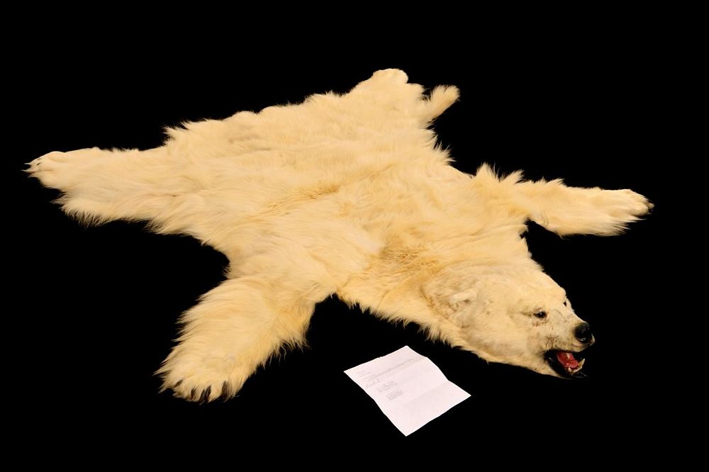 Appraisal: Excellent Alaska Polar Bear Taxidermy Hide Rug Featured in this