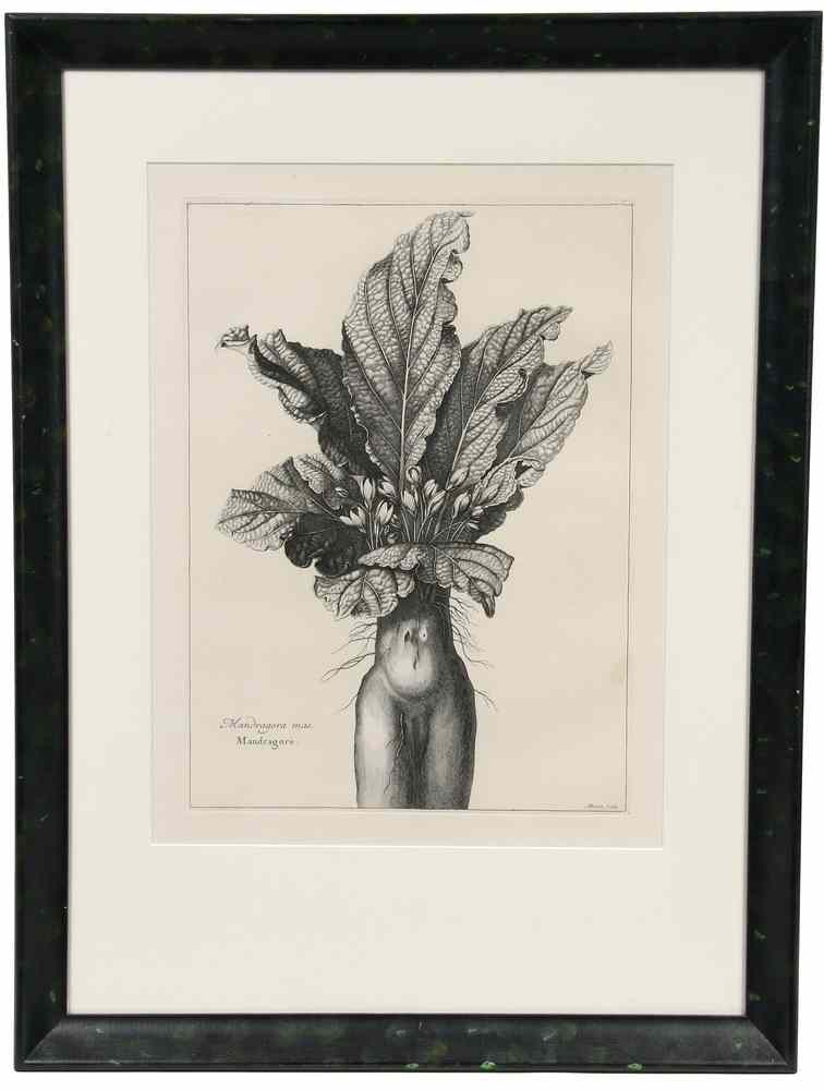 Appraisal: TH C FRENCH BOTANICAL ENGRAVING - 'Mandragore - Mandragora Mat