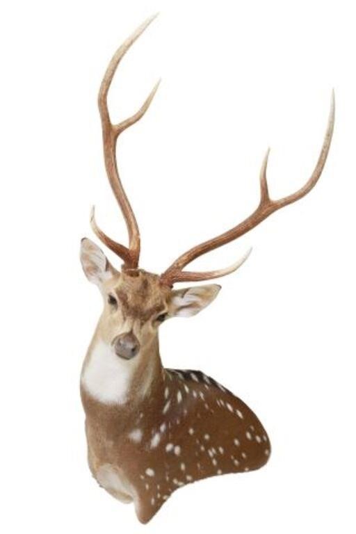 Appraisal: Taxidermy axis deer shoulder mount six point antlers approx h