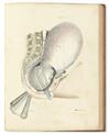 Appraisal: SPRATT GEORGE Obstetric Tables lithographed plates including hand-colored with lift-up