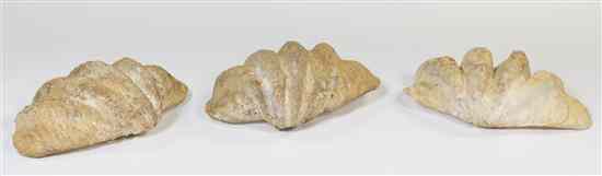 Appraisal: Three Pacific Giant Clam Shells of typical form Width of