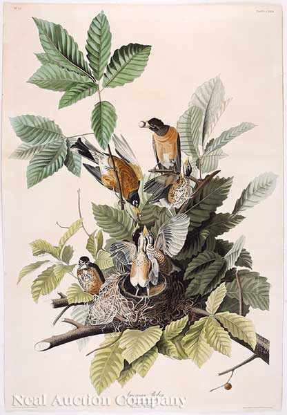 Appraisal: John James Audubon American - American Robin Plate from Birds