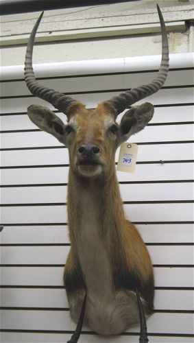 Appraisal: THREE AFRICAN ANTELOPE TROPHY HEAD MOUNTS one Impala aepyceros melampus