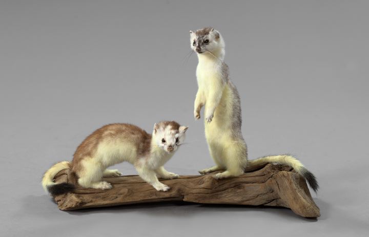 Appraisal: Good Taxidermy Group of a Pair of Weasels the inquisitive