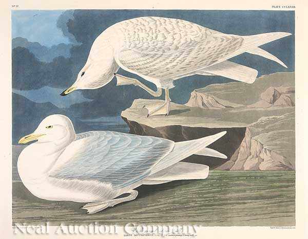 Appraisal: John James Audubon American - White-winged Silvery Gull Plate hand-colored