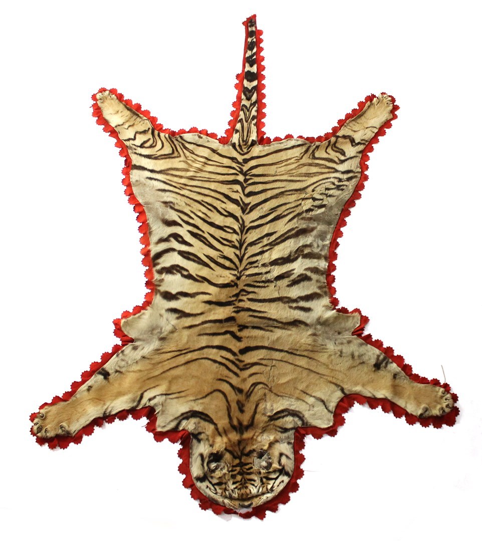 Appraisal: A Tiger skin early th century shot by Major E