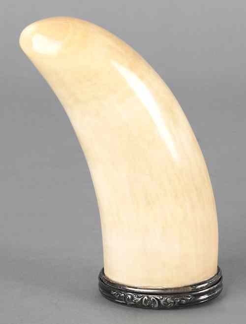 Appraisal: English silver mounted whale tooth snuff mull l