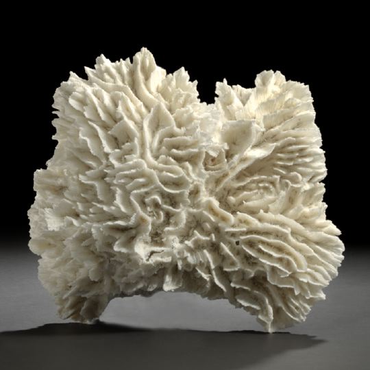 Appraisal: Large Rare Specimen of Merulina Coral known as lettuce or