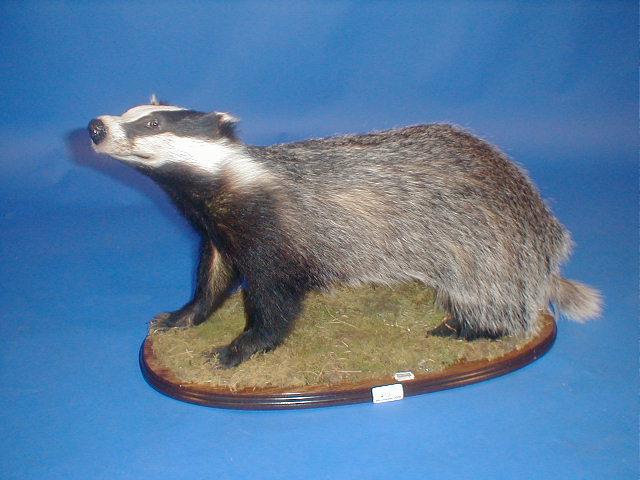 Appraisal: A taxidermy badger