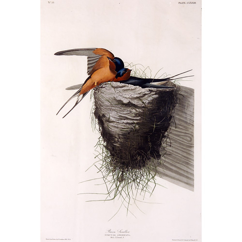 Appraisal: John James Audubon American - Barn Swallow hand-colored engraving -