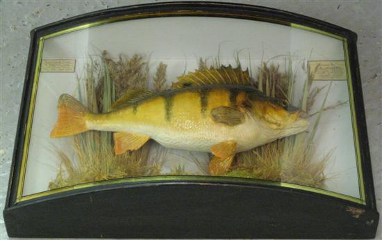 Appraisal: Stuffed Perch in bow fonted glazed case with card label