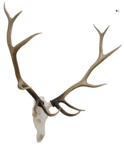 Appraisal: Elk skull and antler rack trophy wall mount -point antlers