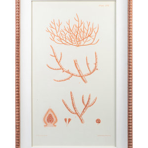 Appraisal: A Set of Three Framed Decorative Prints of Coral TH