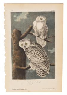 Appraisal: AUDUBON John James - Snowy Owl Plate Hand-colored lihtographs New