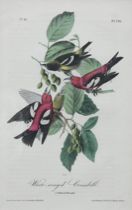 Appraisal: John James Audubon American - White-winged Crossbill number and plate