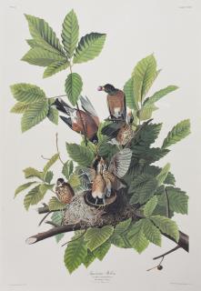 Appraisal: John James Audubon - American Robin No Plate Amsterdam edition