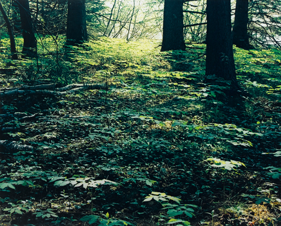 Appraisal: PORTER ELIOT - Pair of nature photographs Dye-transfer prints approximately